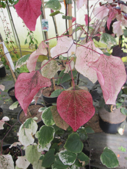 Judasbaum Carolina Sweetheart 1